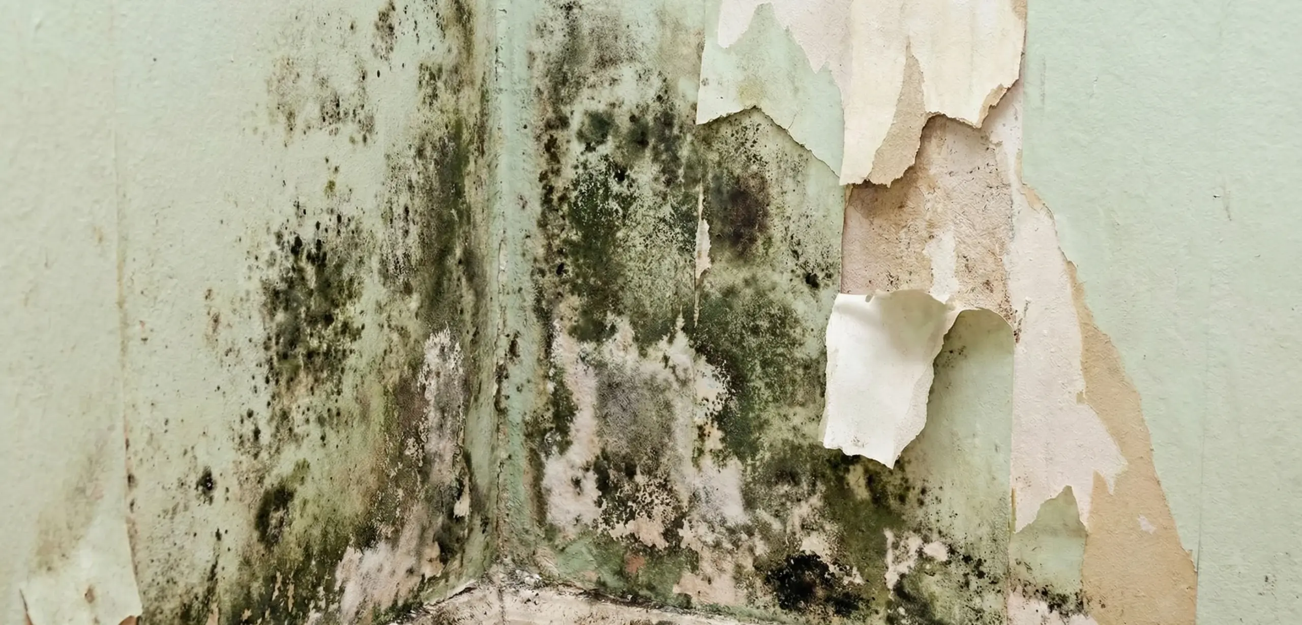 Starker Schimmelbefall an einer Wand – MEKON bietet effektive Schimmelsanierung